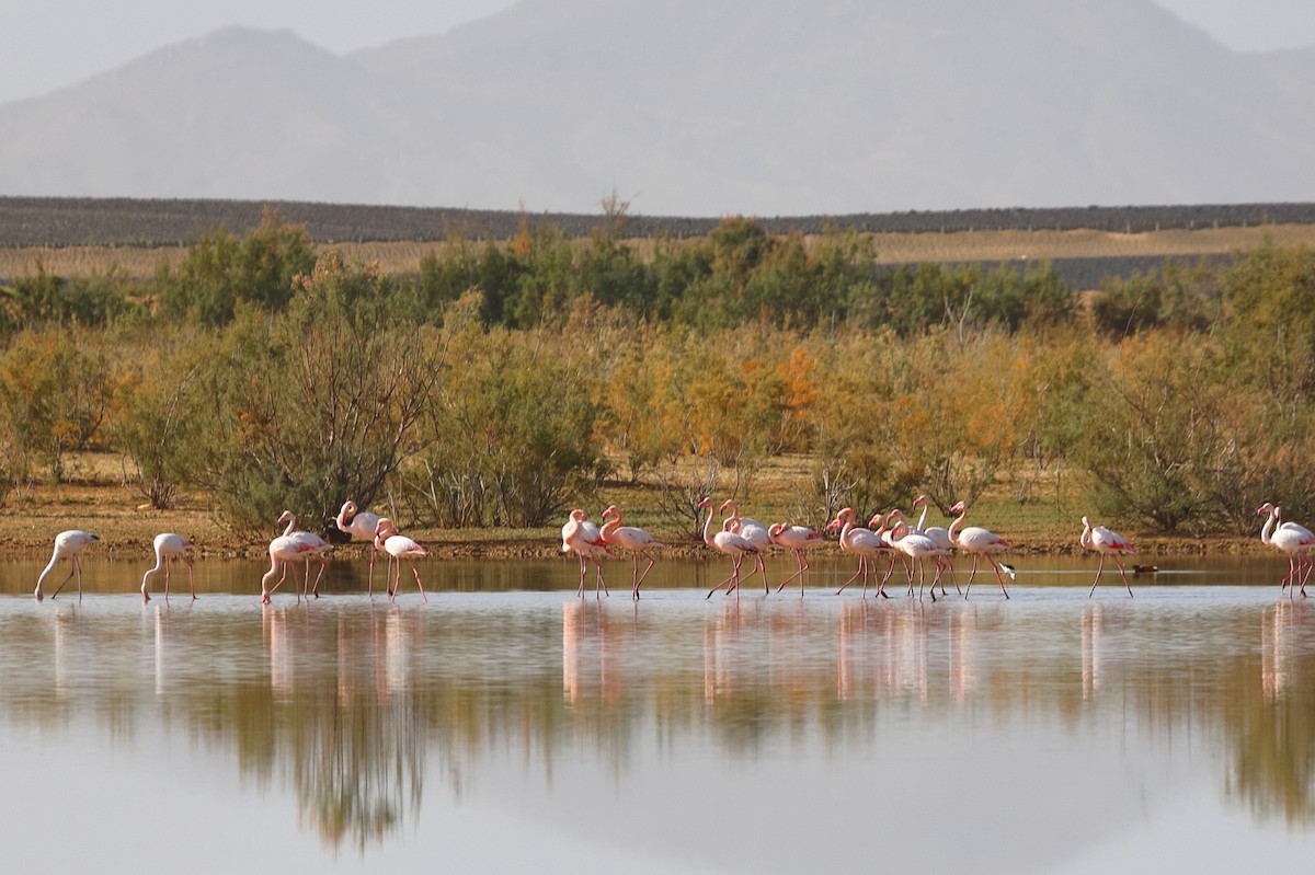 Greater Flamingo - ML203438291