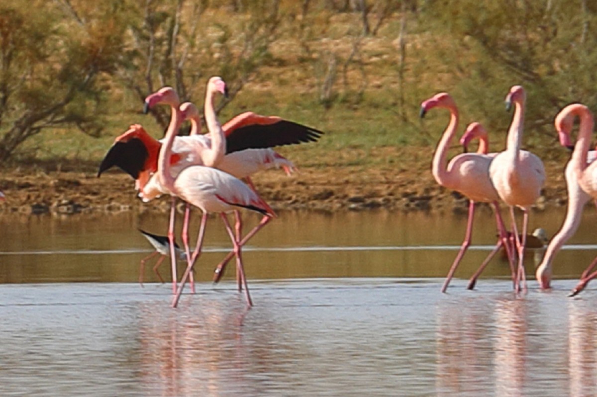Greater Flamingo - ML203438321