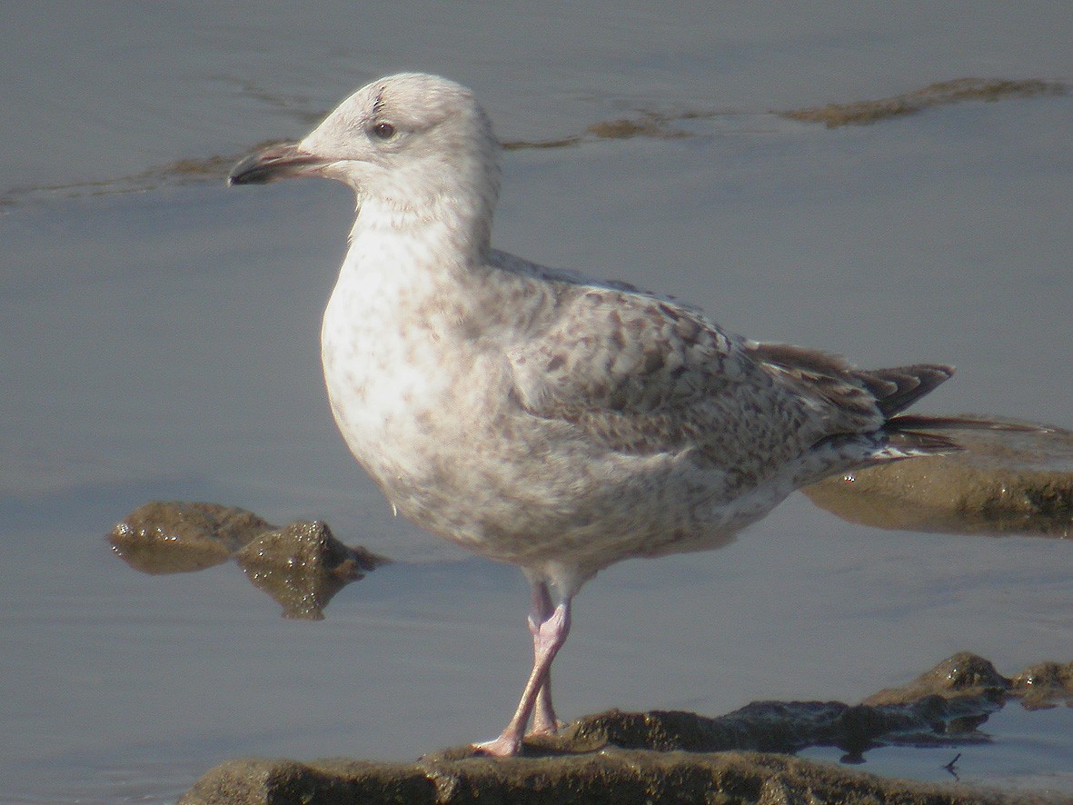 Goéland argenté - ML203438801