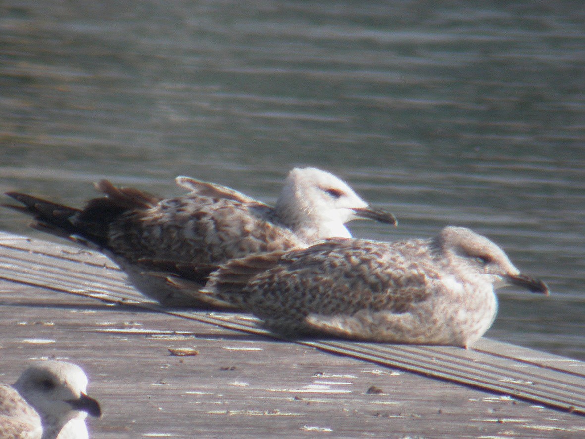 Herring Gull - ML203438821