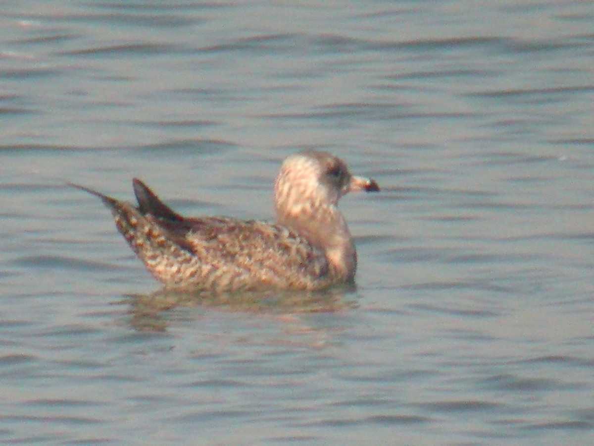 Goéland argenté (smithsonianus) - ML203439341