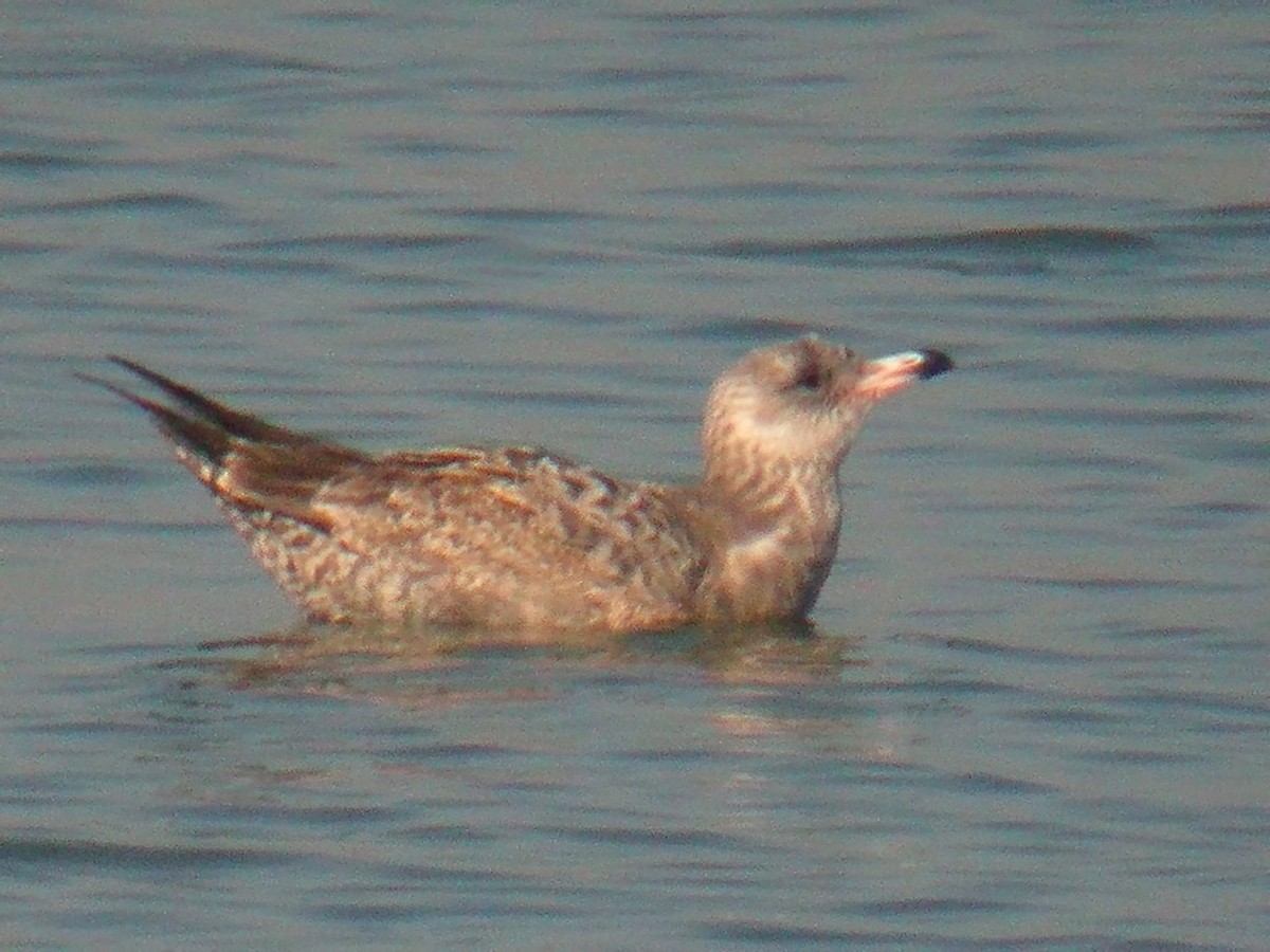 Goéland argenté (smithsonianus) - ML203439371