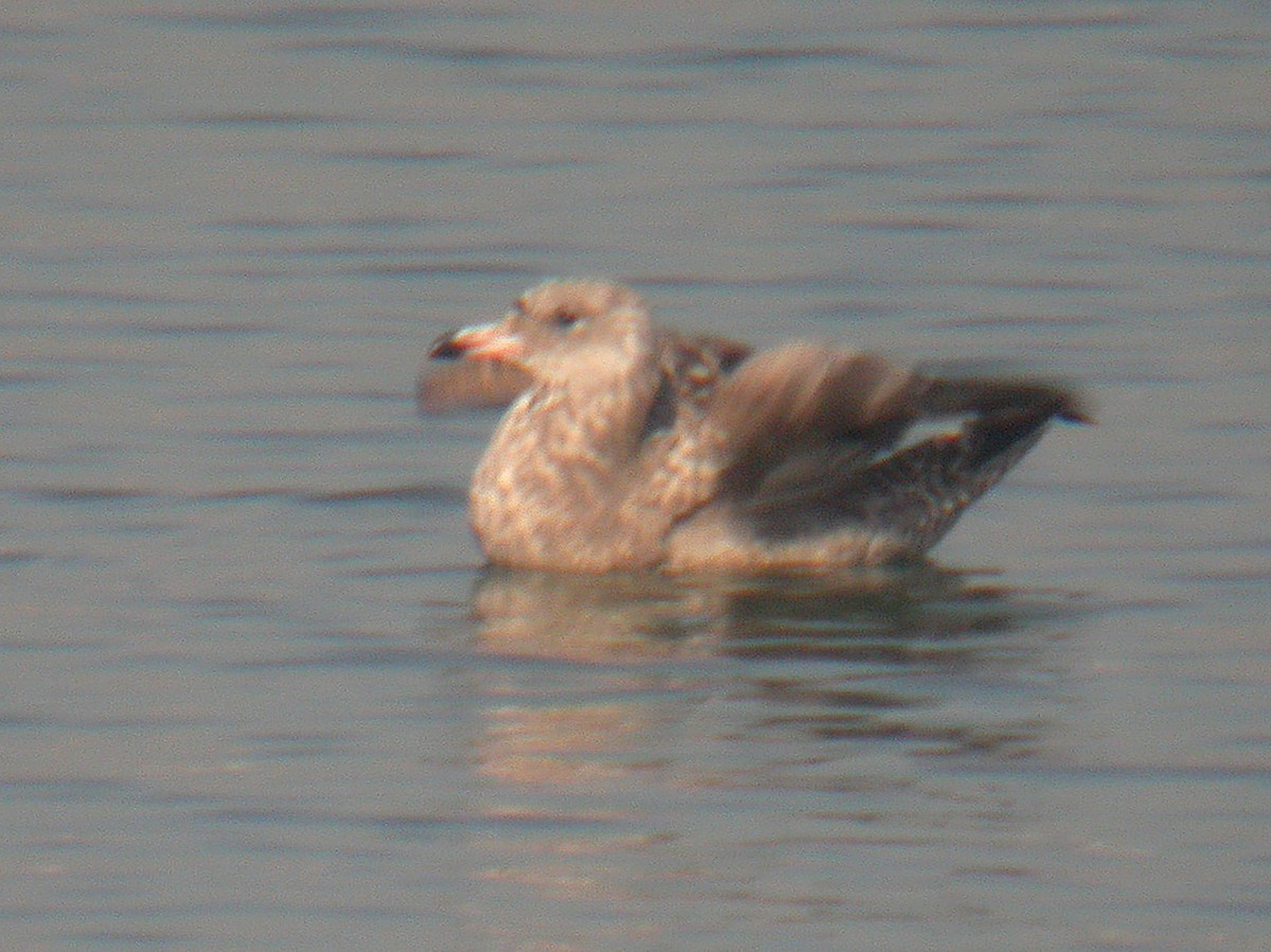 Herring Gull (American) - ML203439381