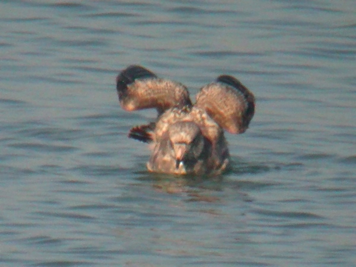 racek stříbřitý (ssp. smithsonianus) - ML203439391