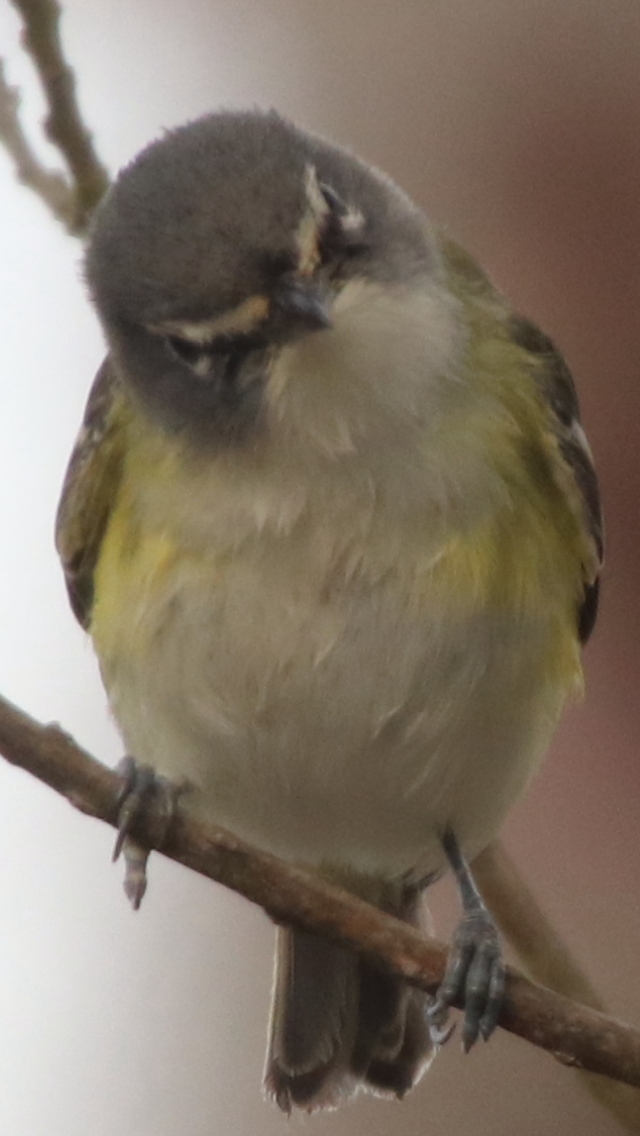 Blue-headed Vireo - ML203440631