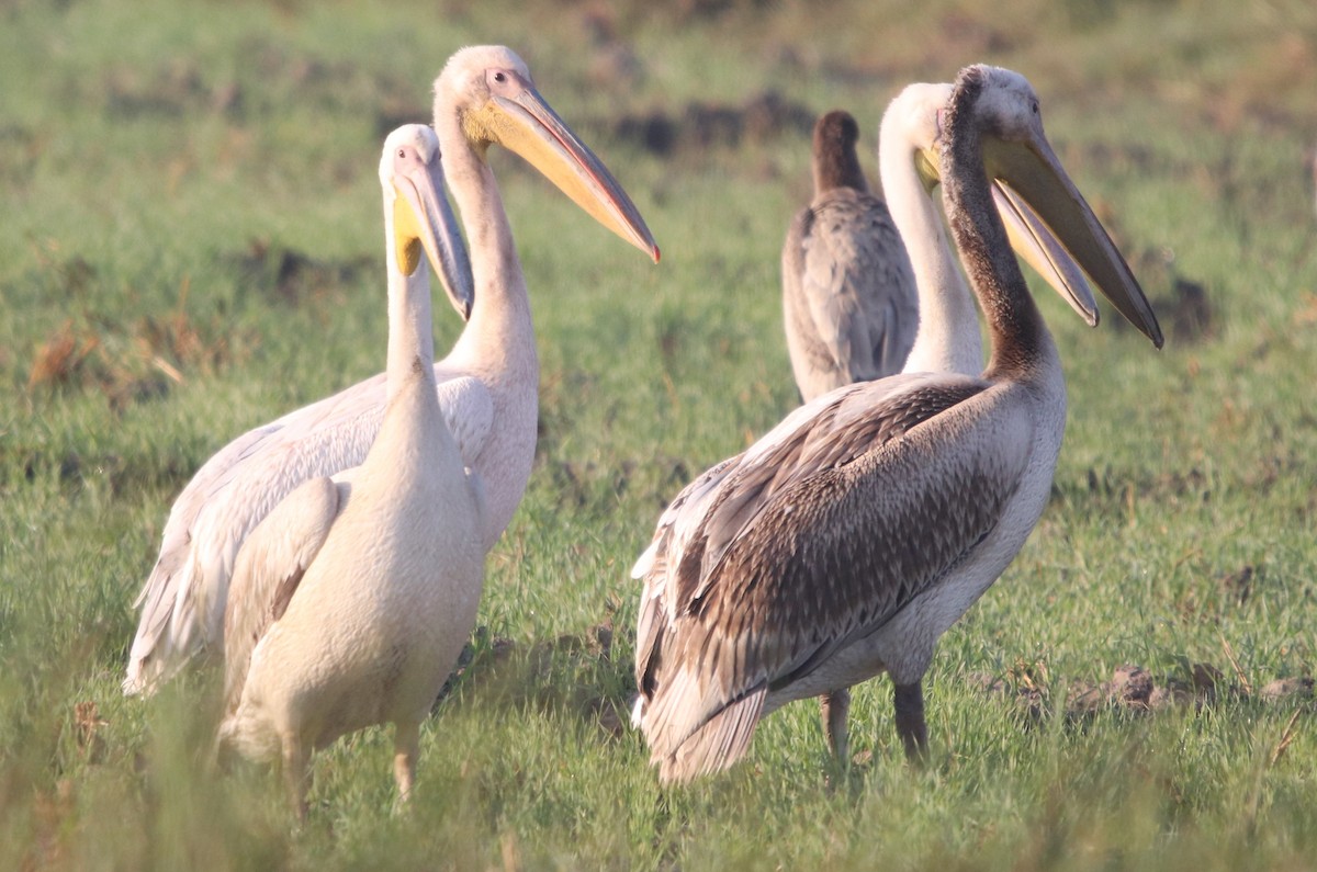 Great White Pelican - Bhaarat Vyas