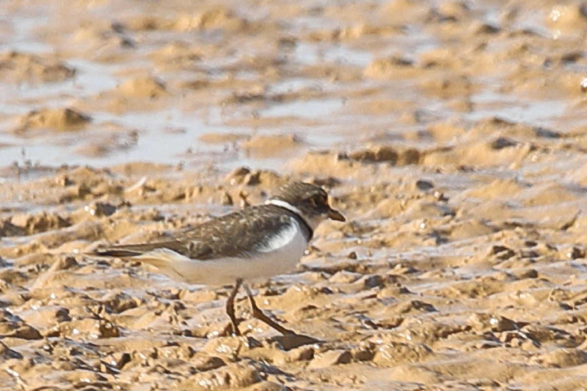 Little Ringed Plover - ML203440931