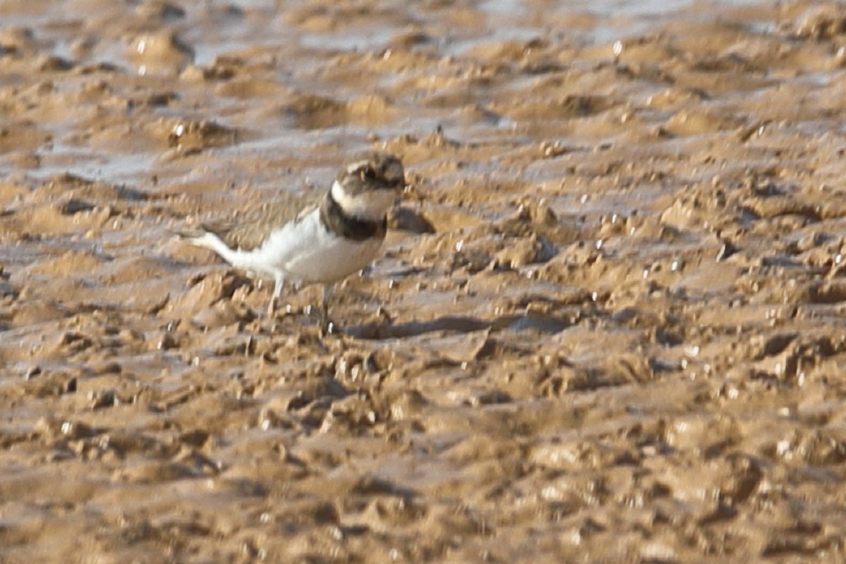 Little Ringed Plover - ML203440941