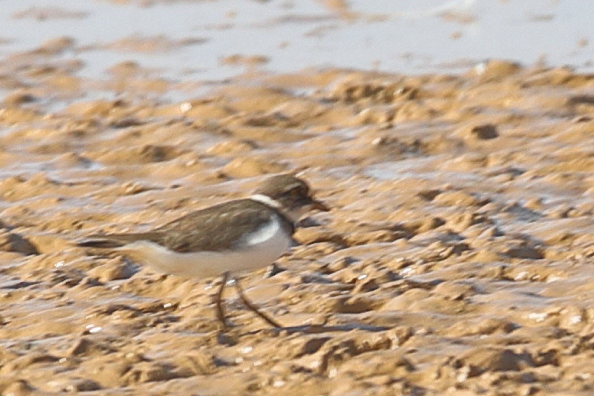 Little Ringed Plover - ML203440961