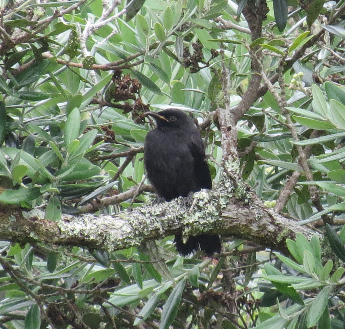 Mielero Tui - ML203441371