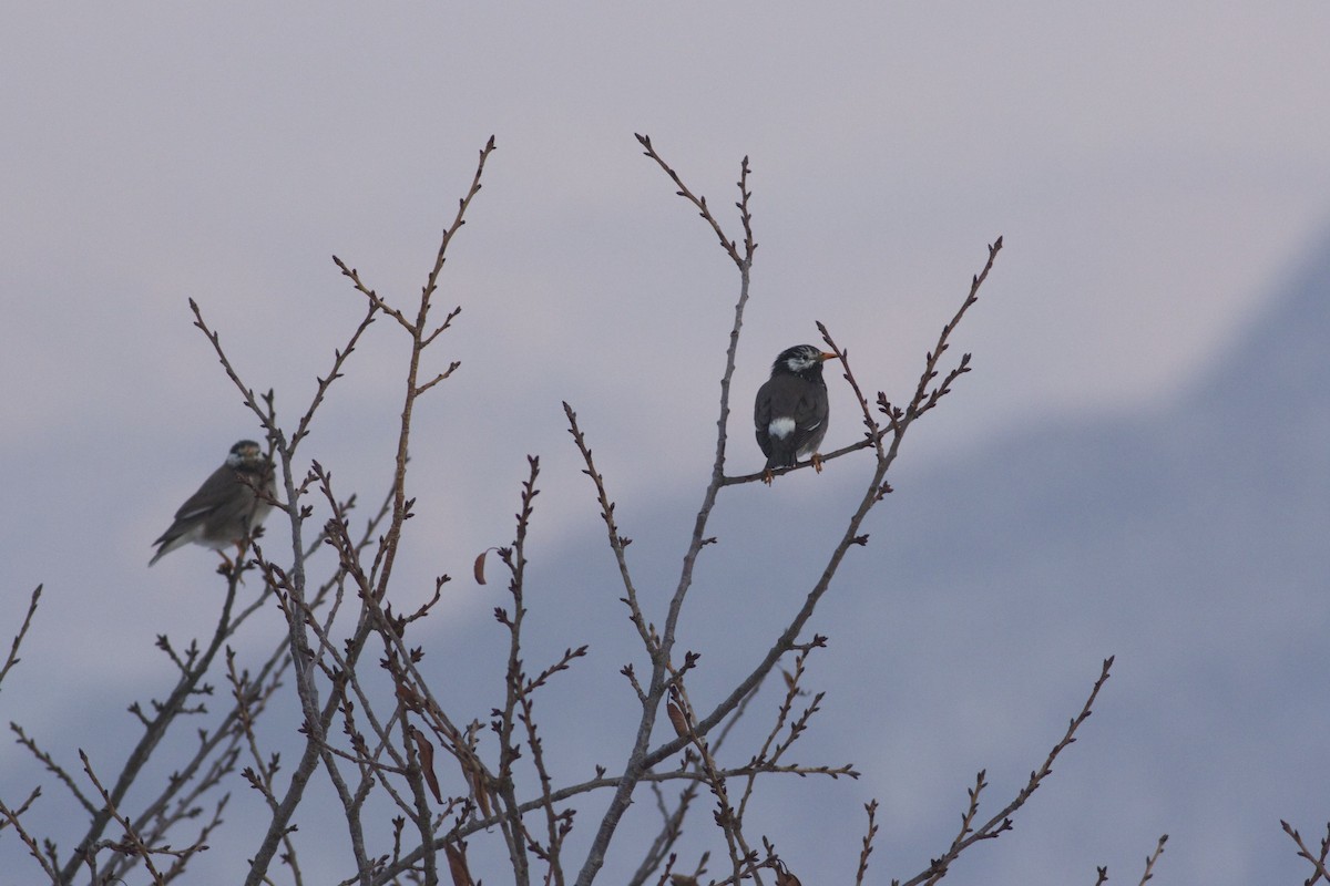 White-cheeked Starling - ML203441411