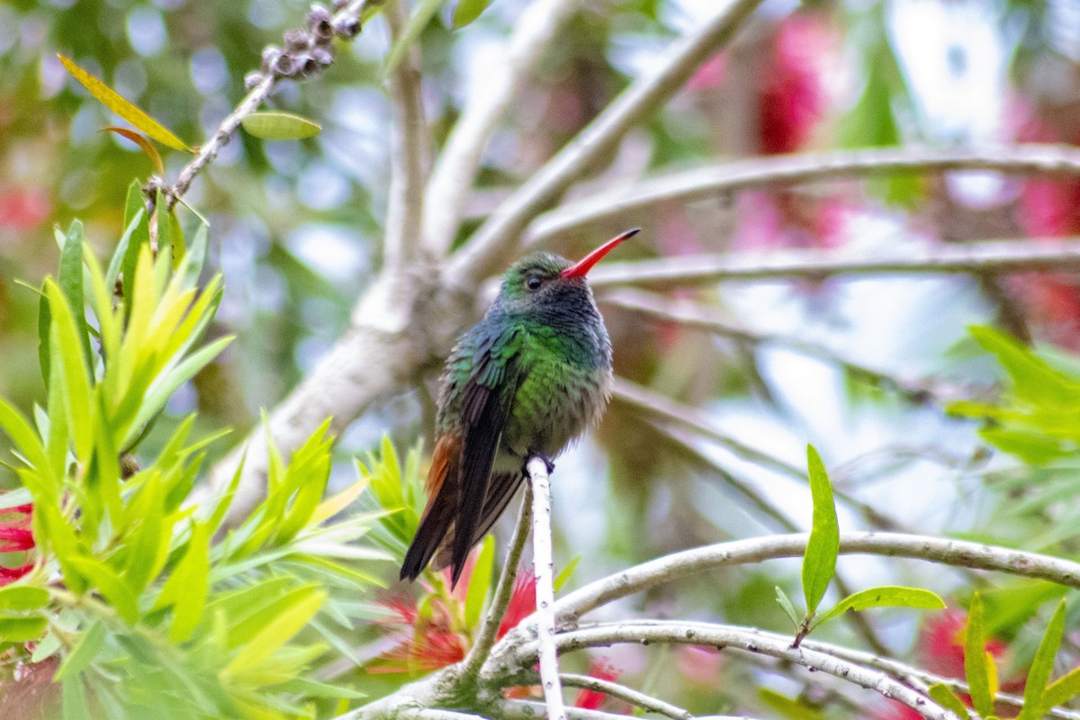 Rufous-tailed Hummingbird - ML203441501