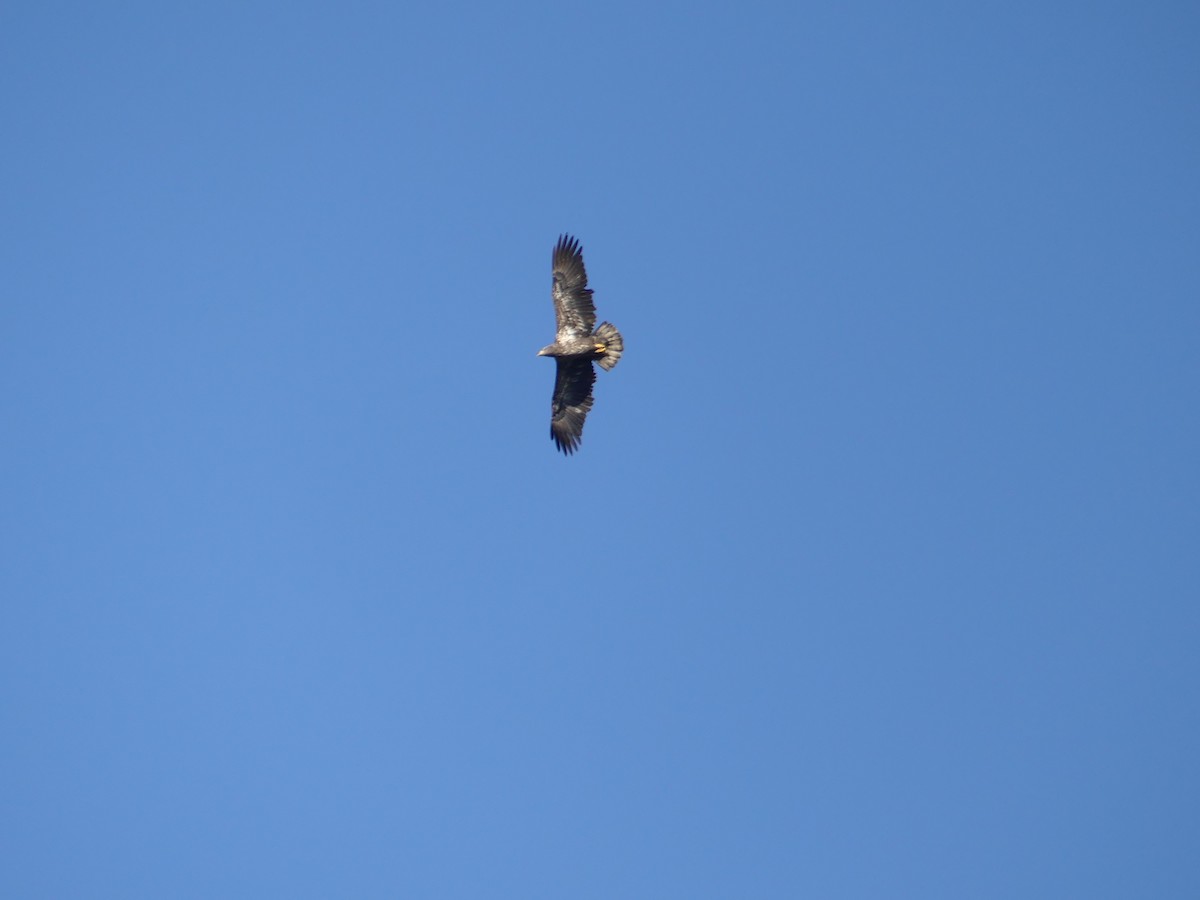 Bald Eagle - ML20344191