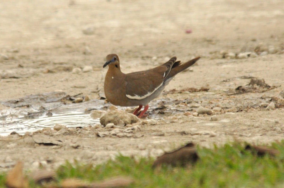 White-winged Dove - ML203442621