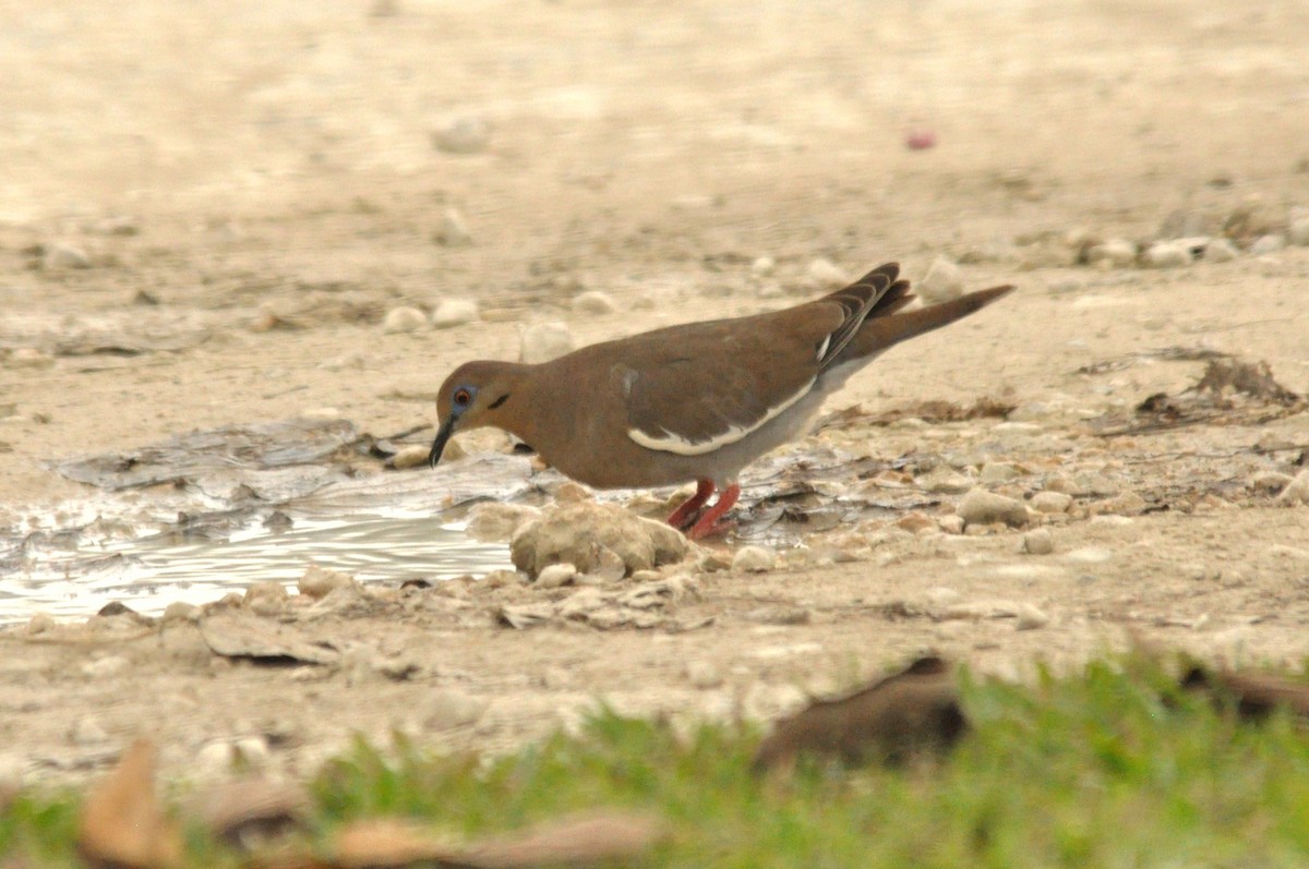 White-winged Dove - ML203442631