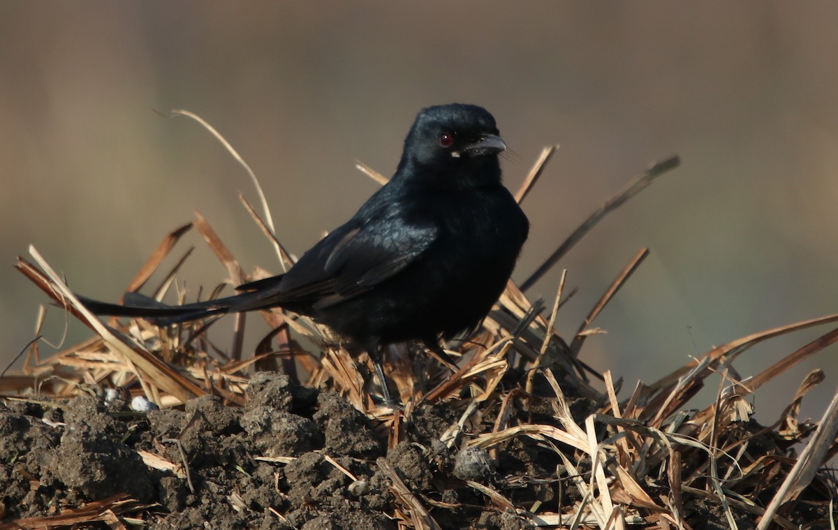 Black Drongo - ML203442801