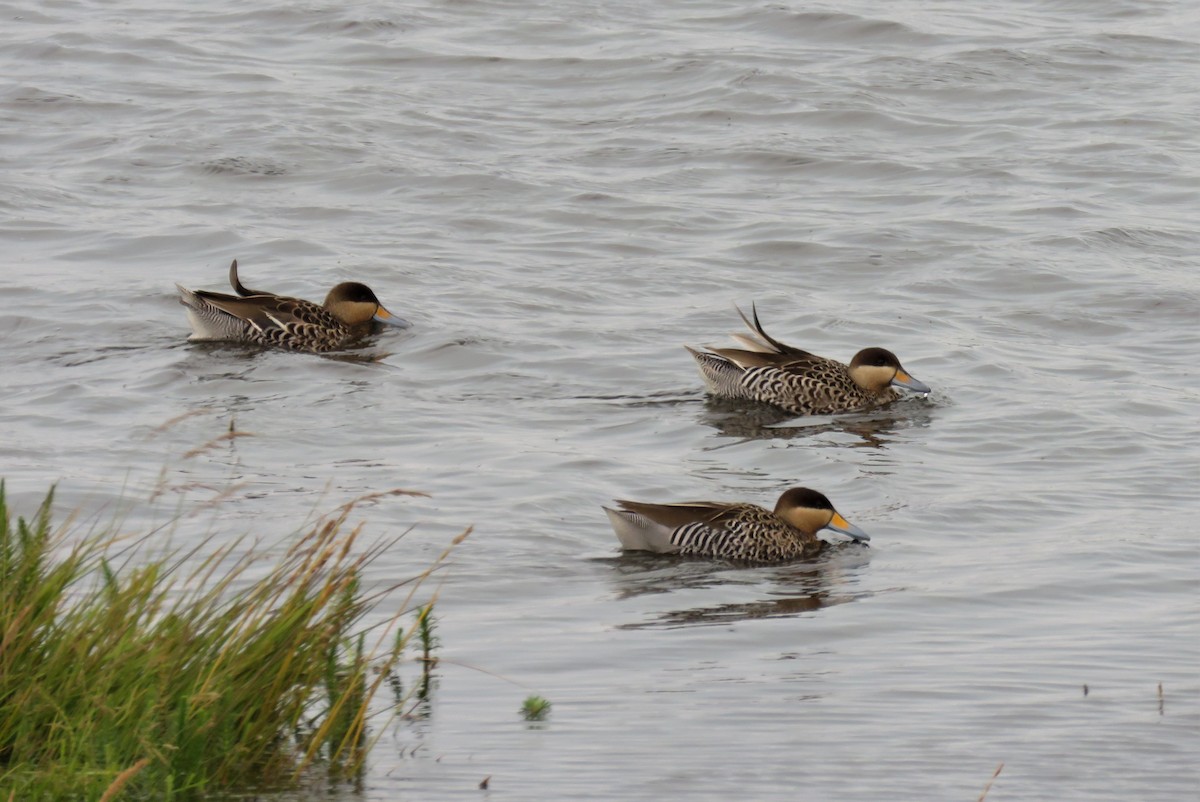 Silver Teal - ML203444431