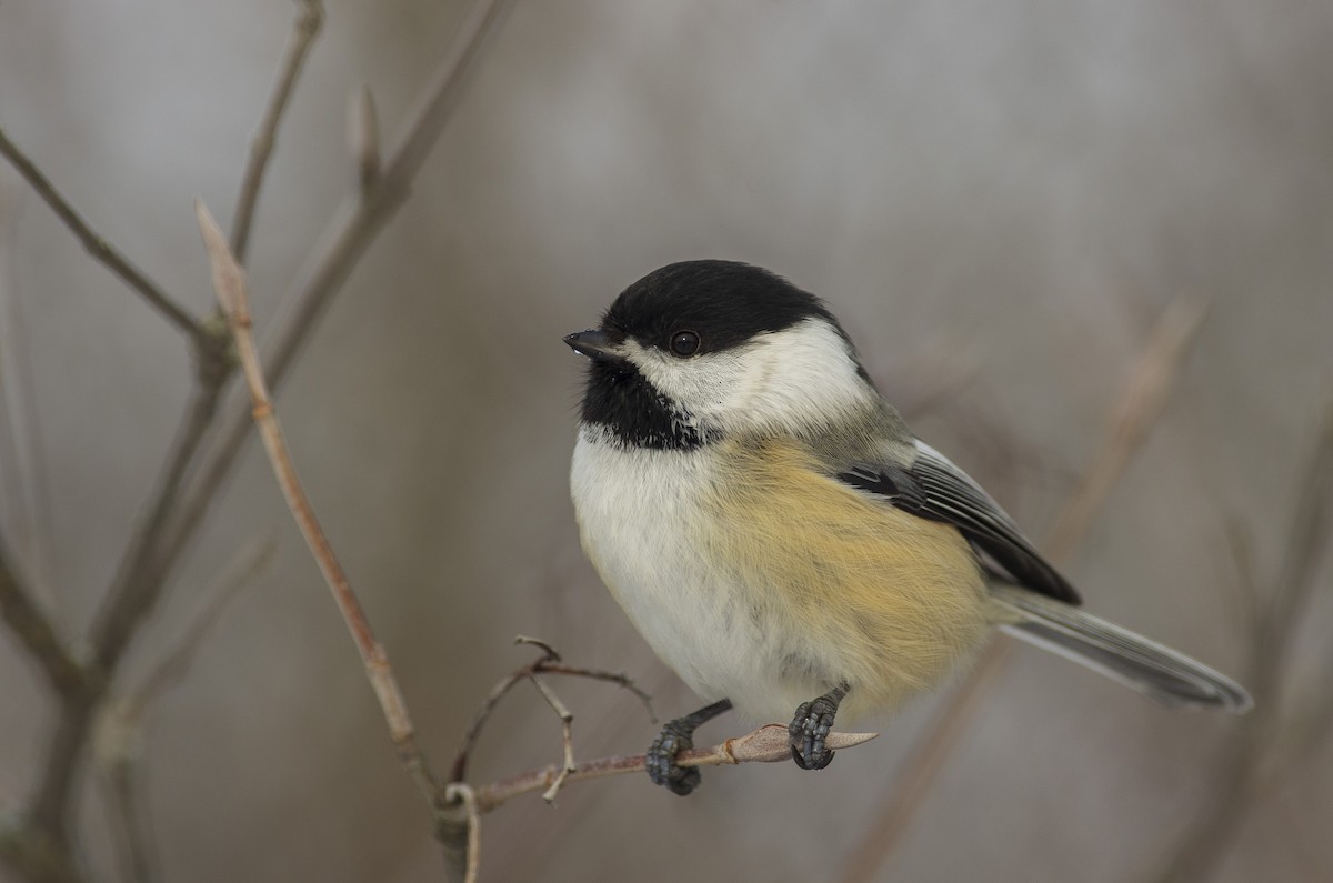 Black-capped Chickadee - François Martin