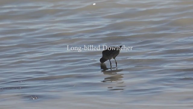 Long-billed Dowitcher - ML203445991