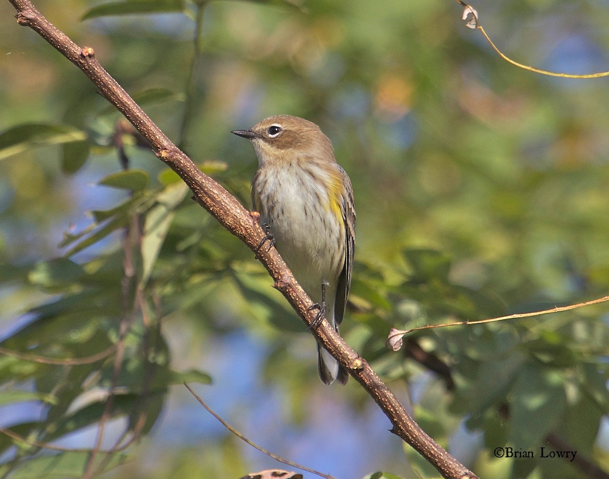 Yellow-rumped Warbler - ML20344621