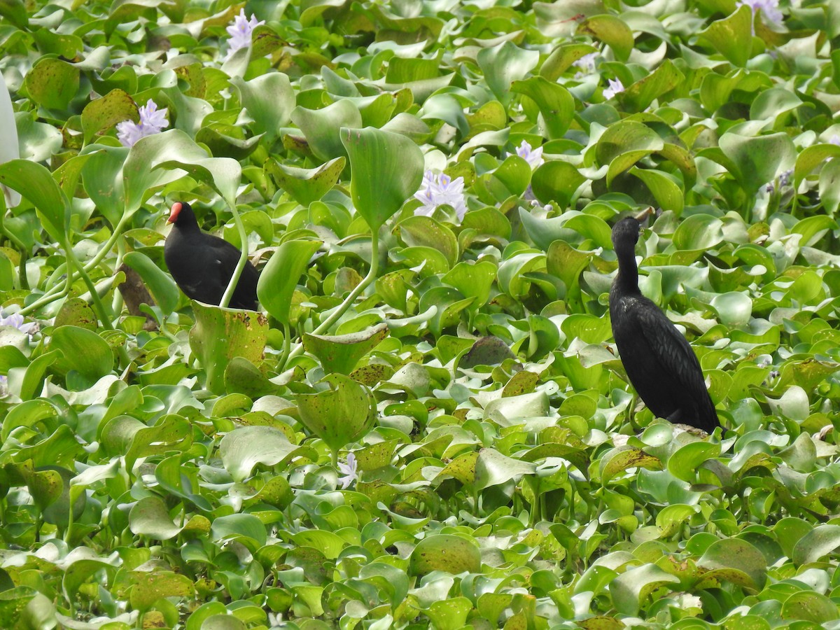 Gallinule poule-d'eau - ML203446771