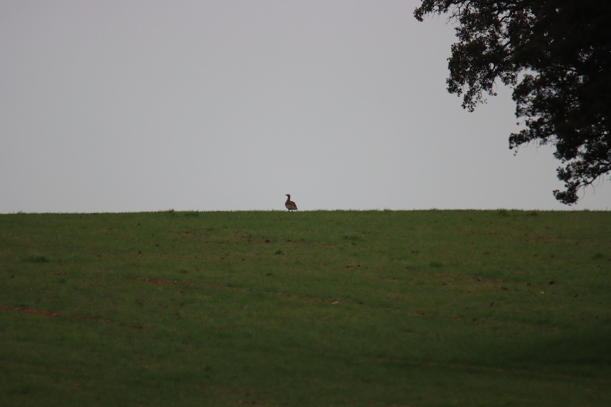 Great Bustard - ML203447281