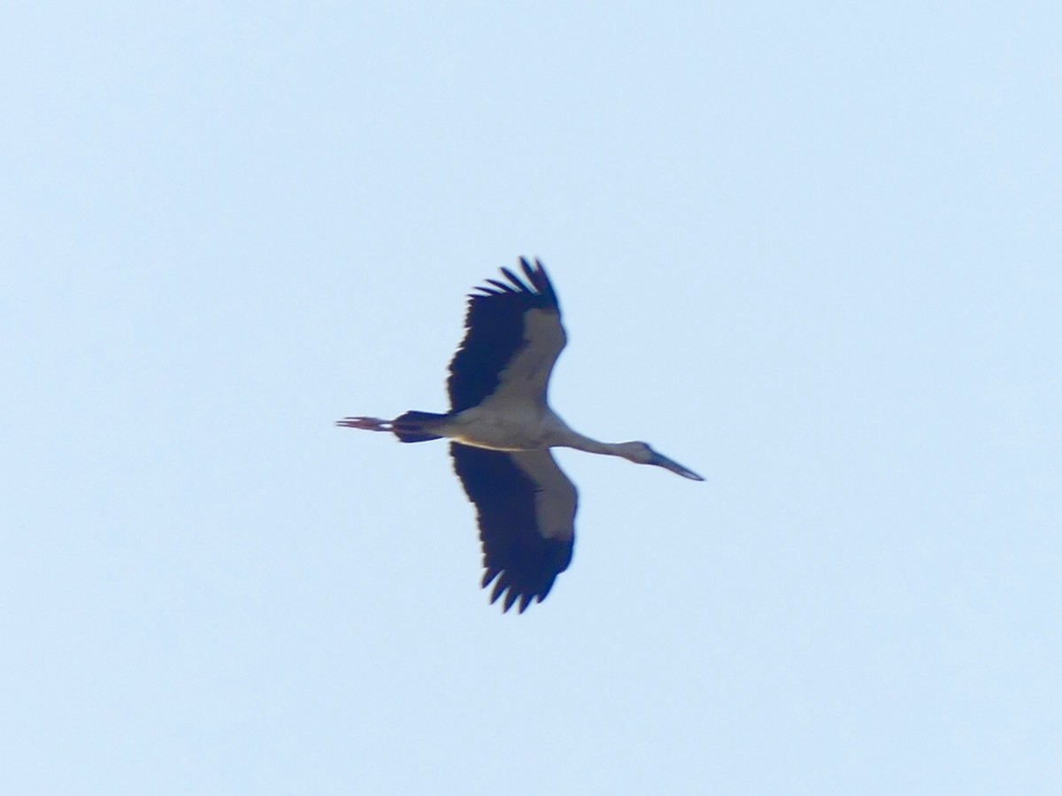 Asian Openbill - ML203447291