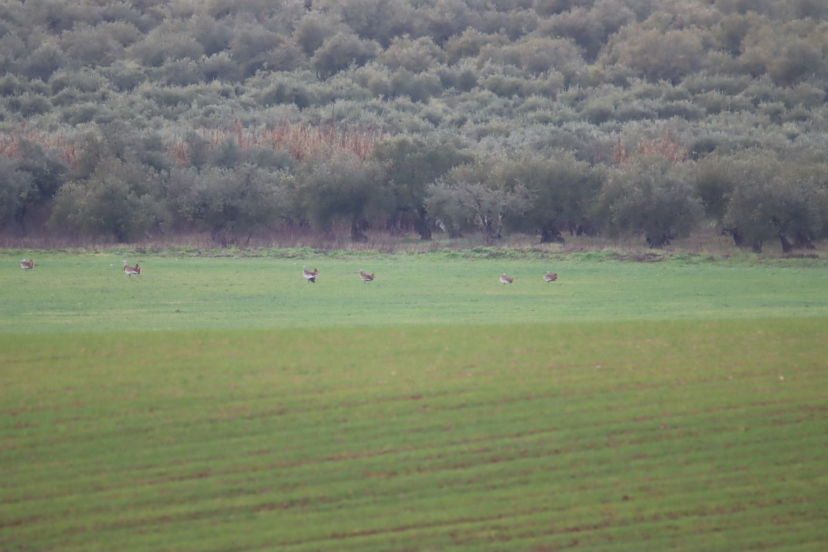 Great Bustard - Joao e Ze Casimiro