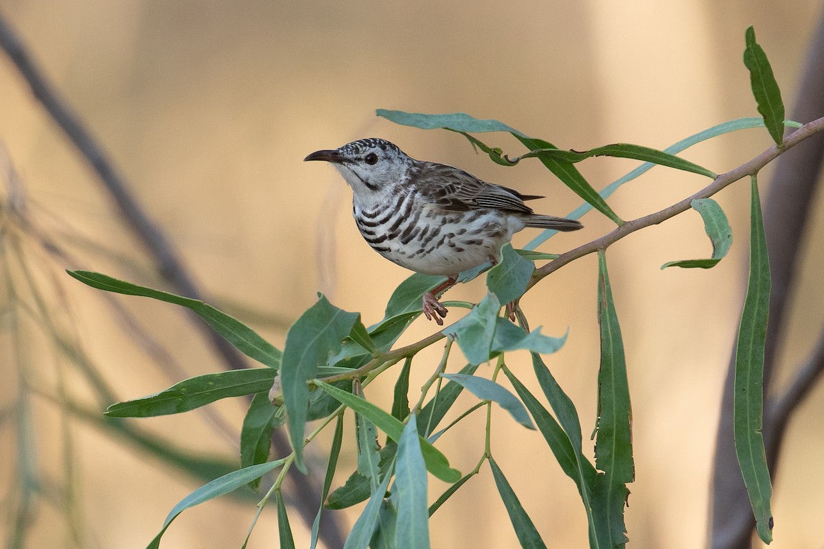 Bar-breasted Honeyeater - James Kennerley