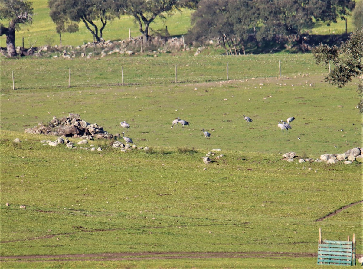 Common Crane - Joao e Ze Casimiro