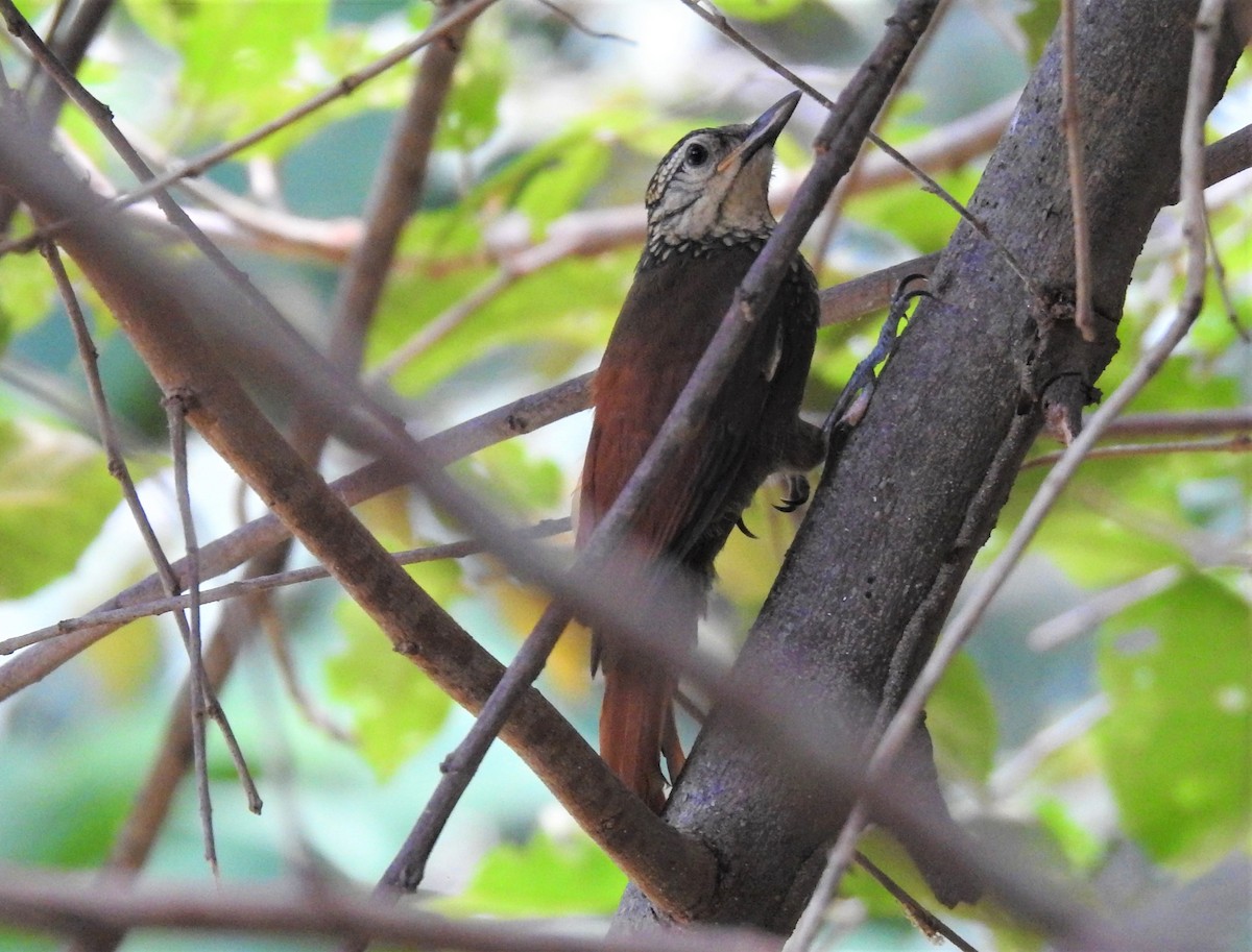 Straight-billed Woodcreeper - ML203450181