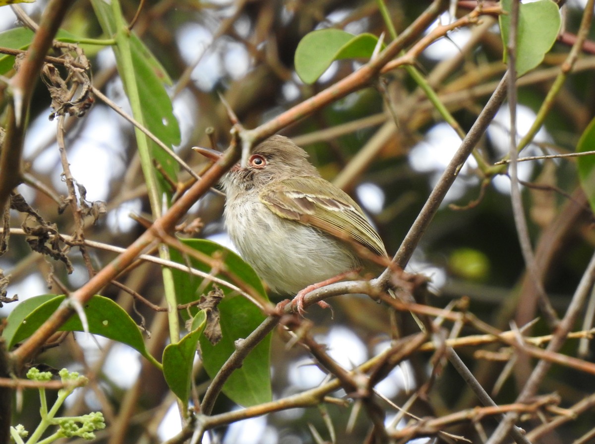 Pearly-vented Tody-Tyrant - ML203450341