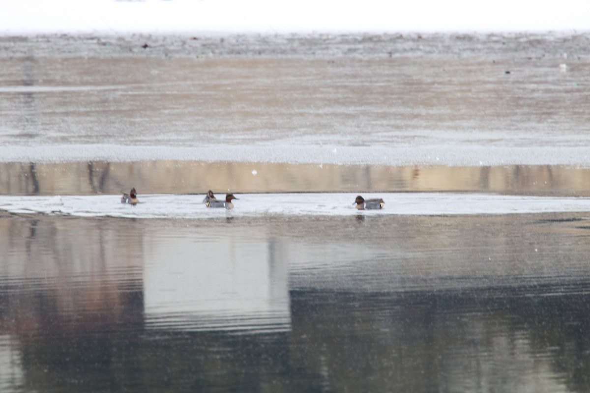 Green-winged Teal - ML203450591