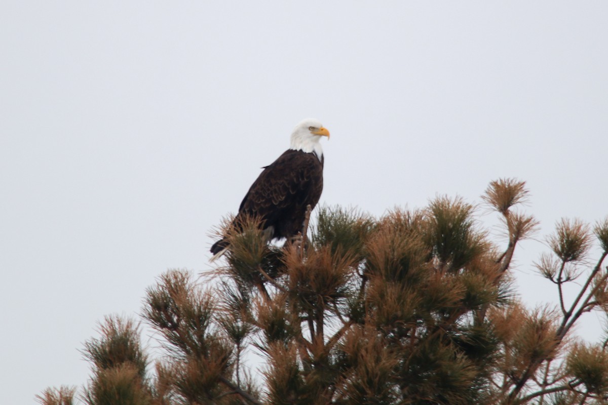 Bald Eagle - Carly Farley