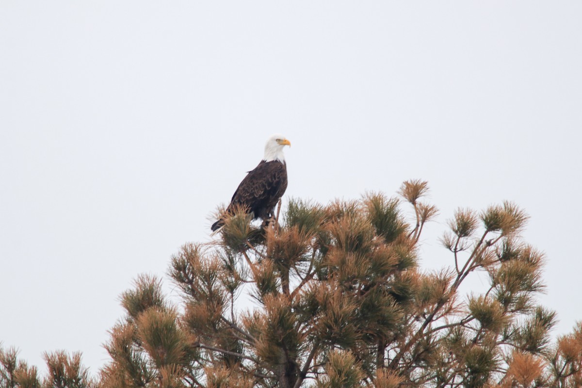 Bald Eagle - Carly Farley