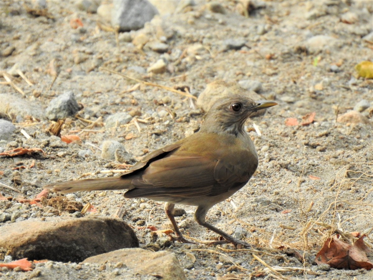 Pale-breasted Thrush - ML203450851