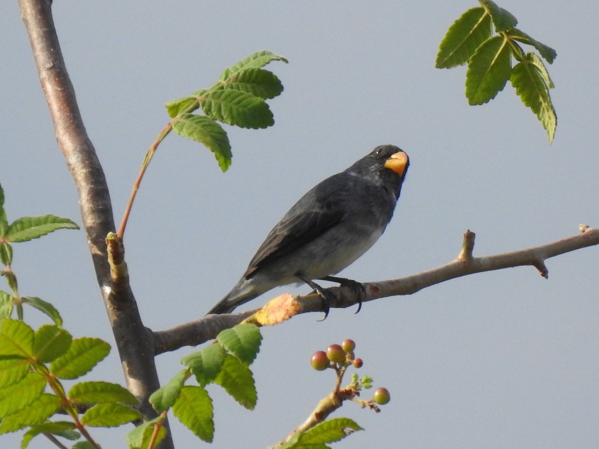 Gray Seedeater - ML203451071