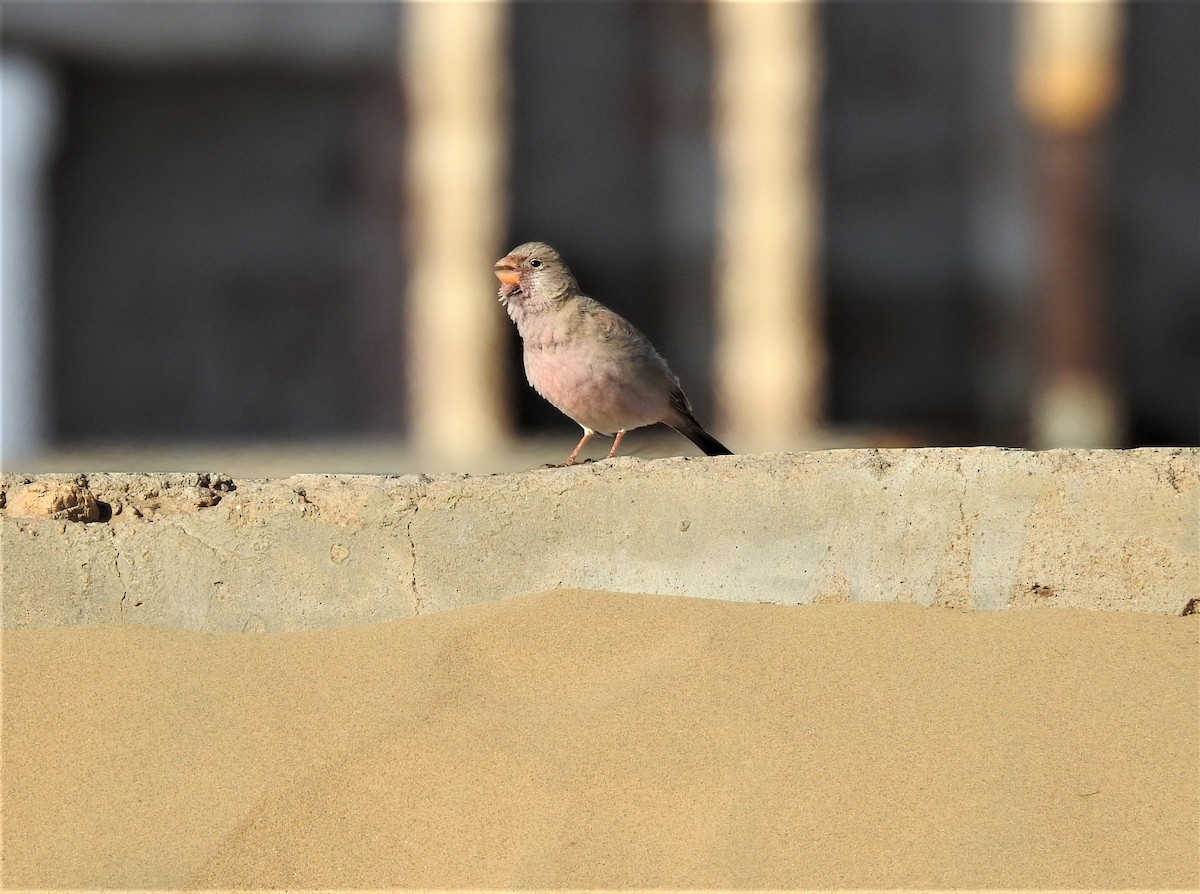 Trumpeter Finch - ML203452821