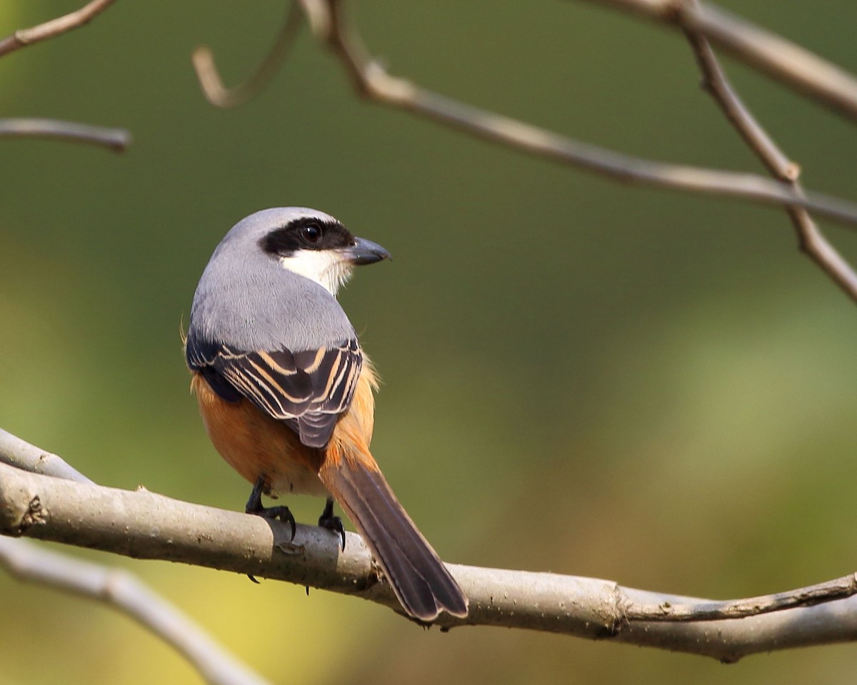 Gray-backed Shrike - ML203452861