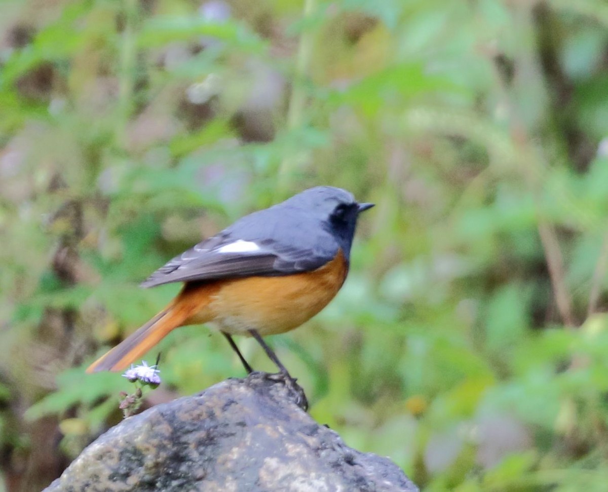 Hodgson's Redstart - ML203452921