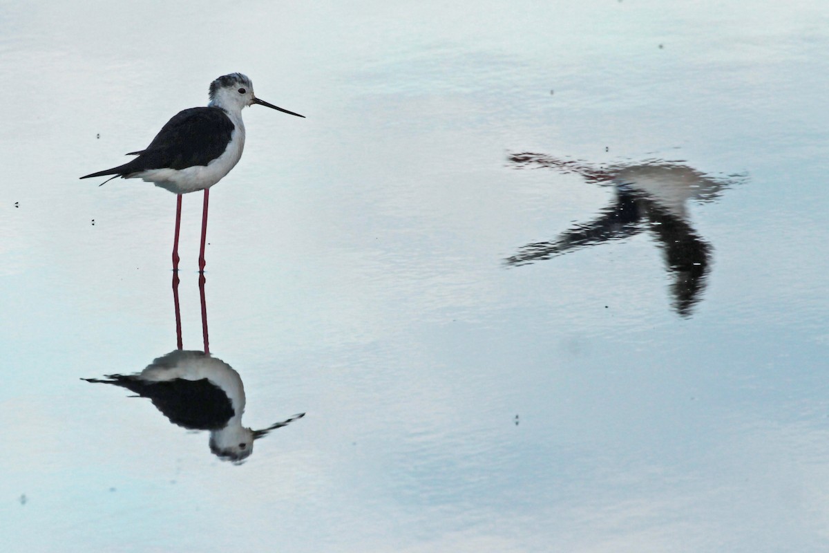 Black-winged Stilt - ML203452961
