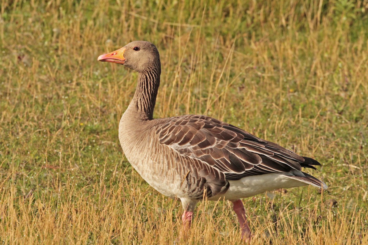 Graylag Goose - ML203453101