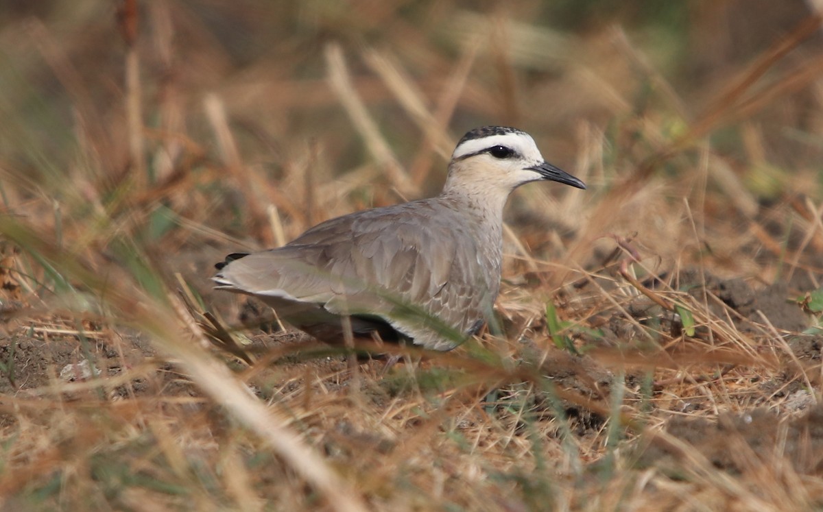 Sociable Lapwing - ML203456031