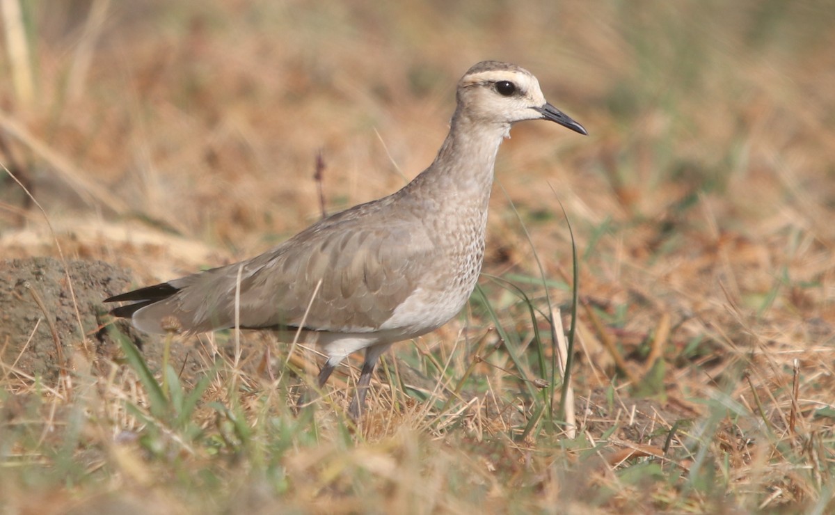 Sociable Lapwing - ML203456041