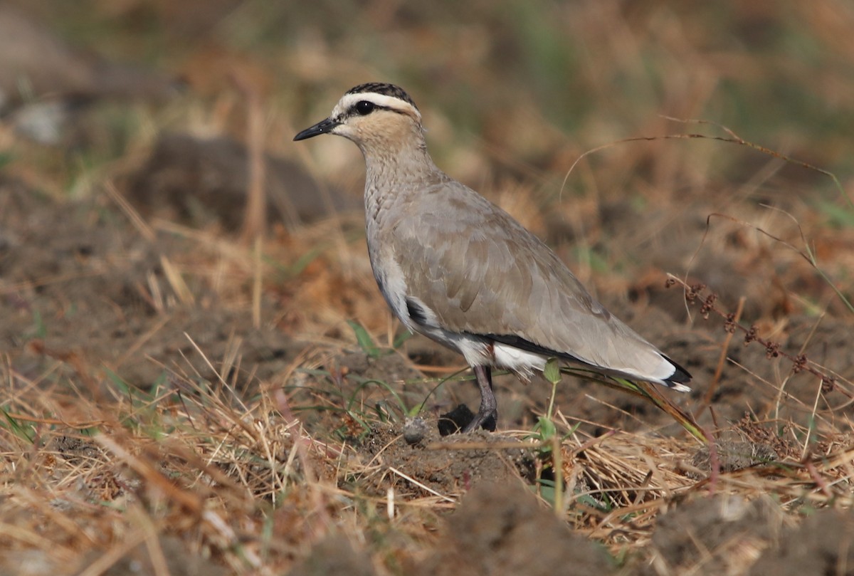 Sociable Lapwing - ML203456051