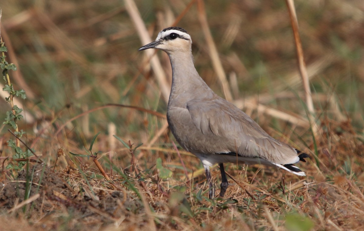 Sociable Lapwing - ML203456061