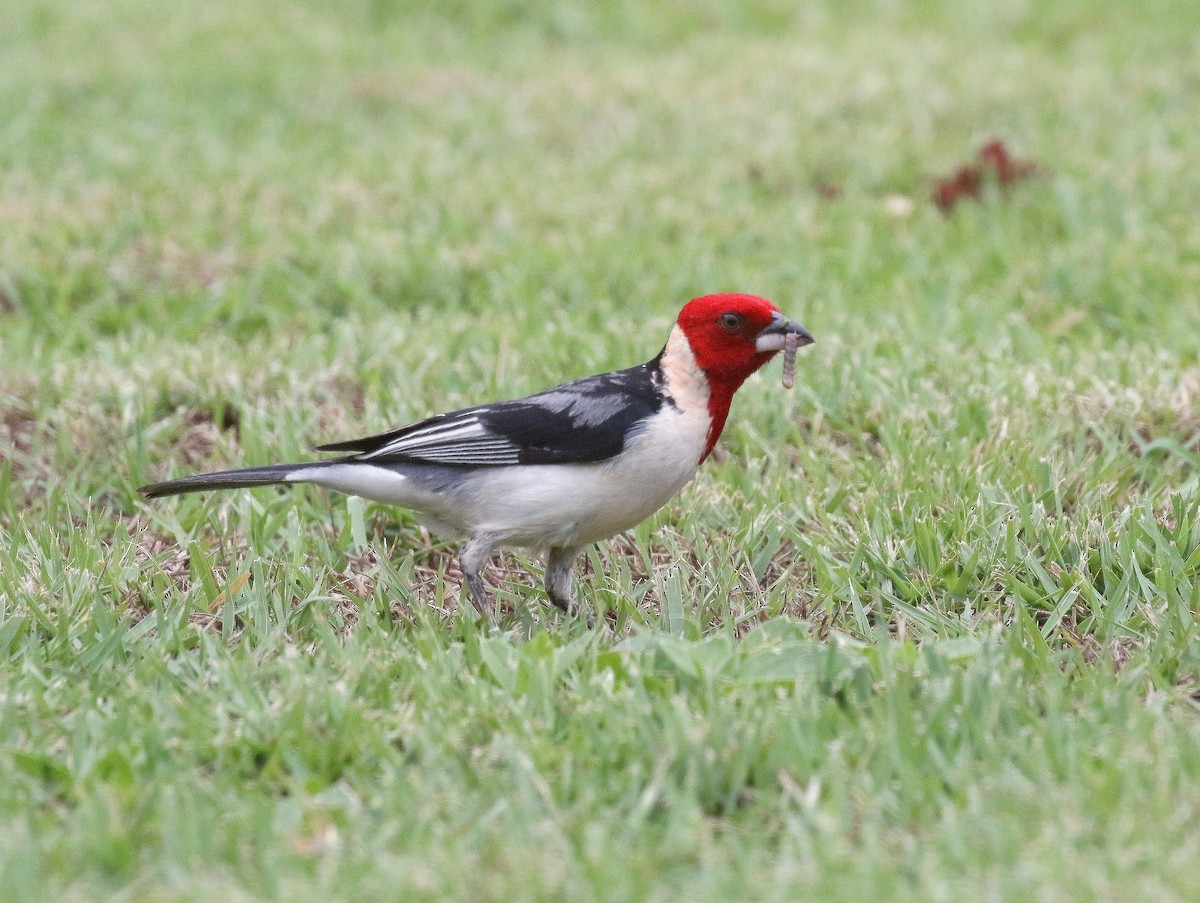 Red-cowled Cardinal - ML203456501