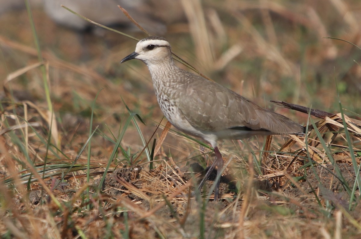 Sociable Lapwing - ML203456541