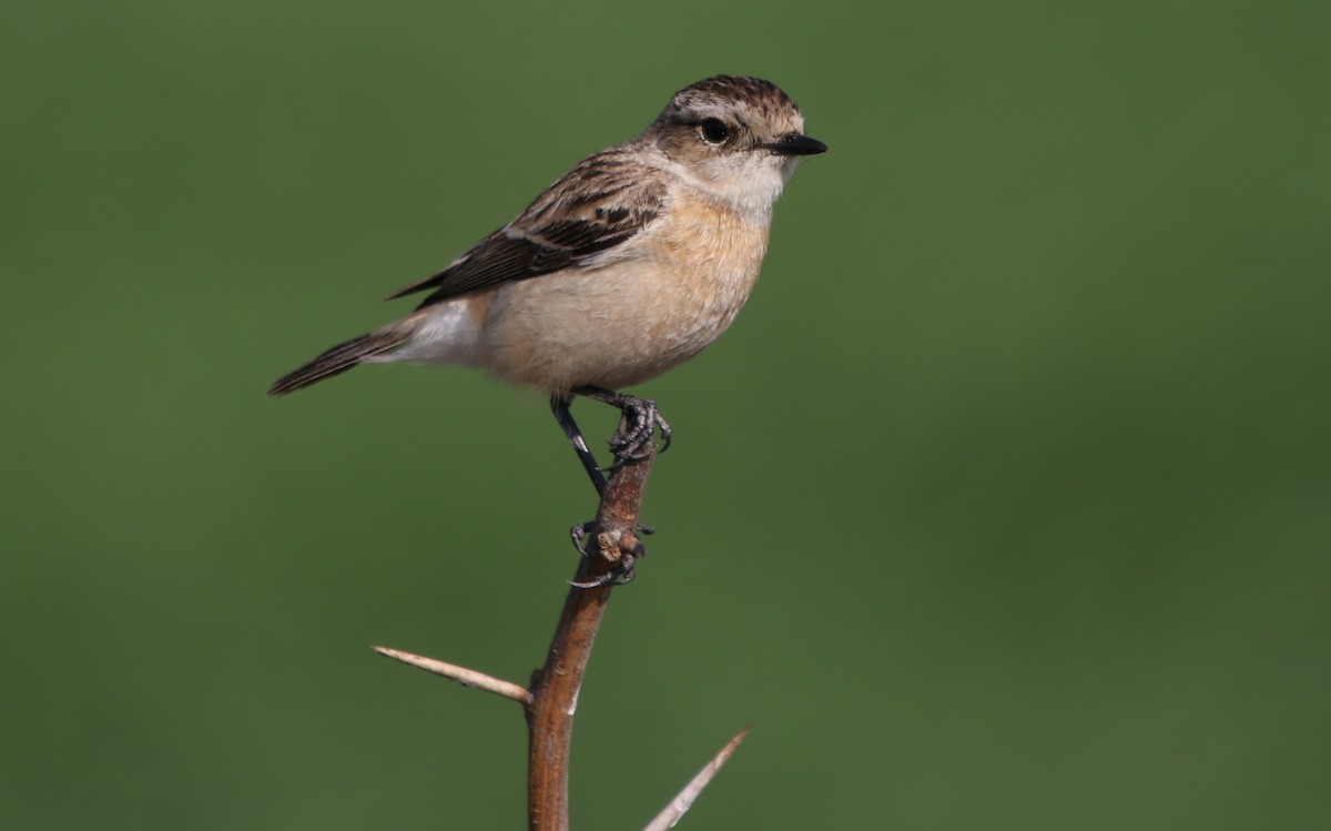 Siberian Stonechat - ML203457261