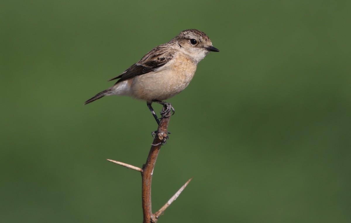 Siberian Stonechat - ML203457281